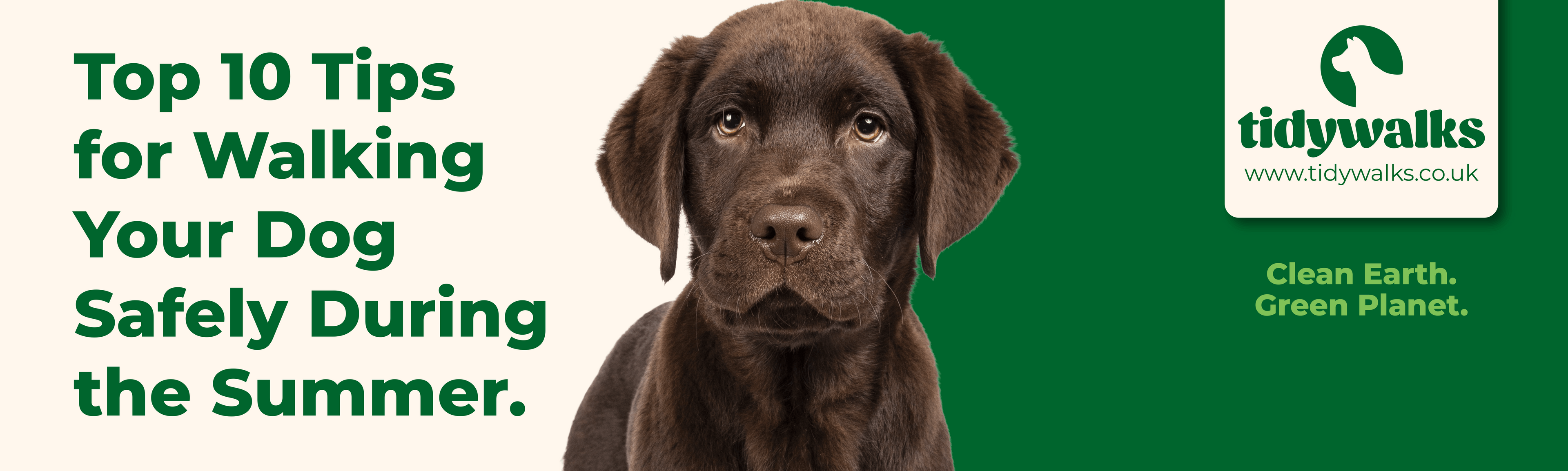 Top 10 Tips for Walking Your Dog Safely During the Summer (UK Guide)